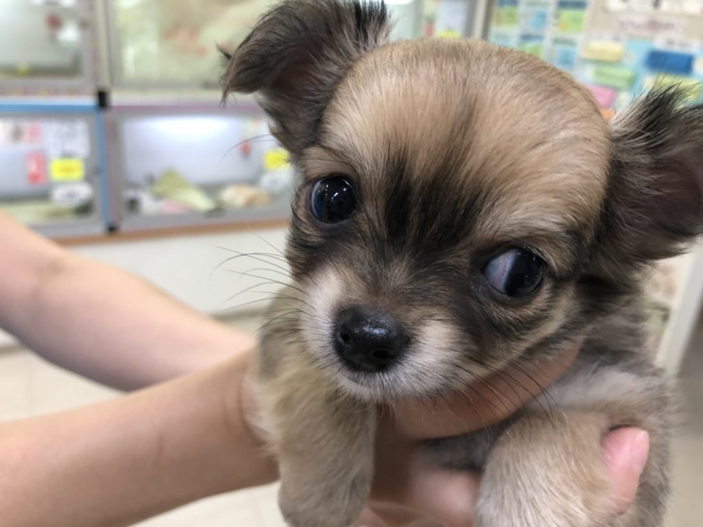 癒し「家族が増えます！」