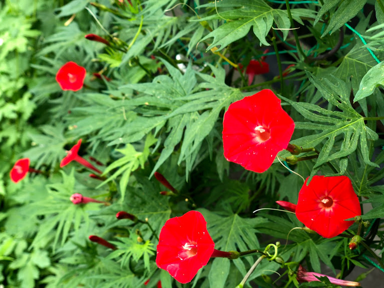 梅雨明け間近、今年の夏は・・・