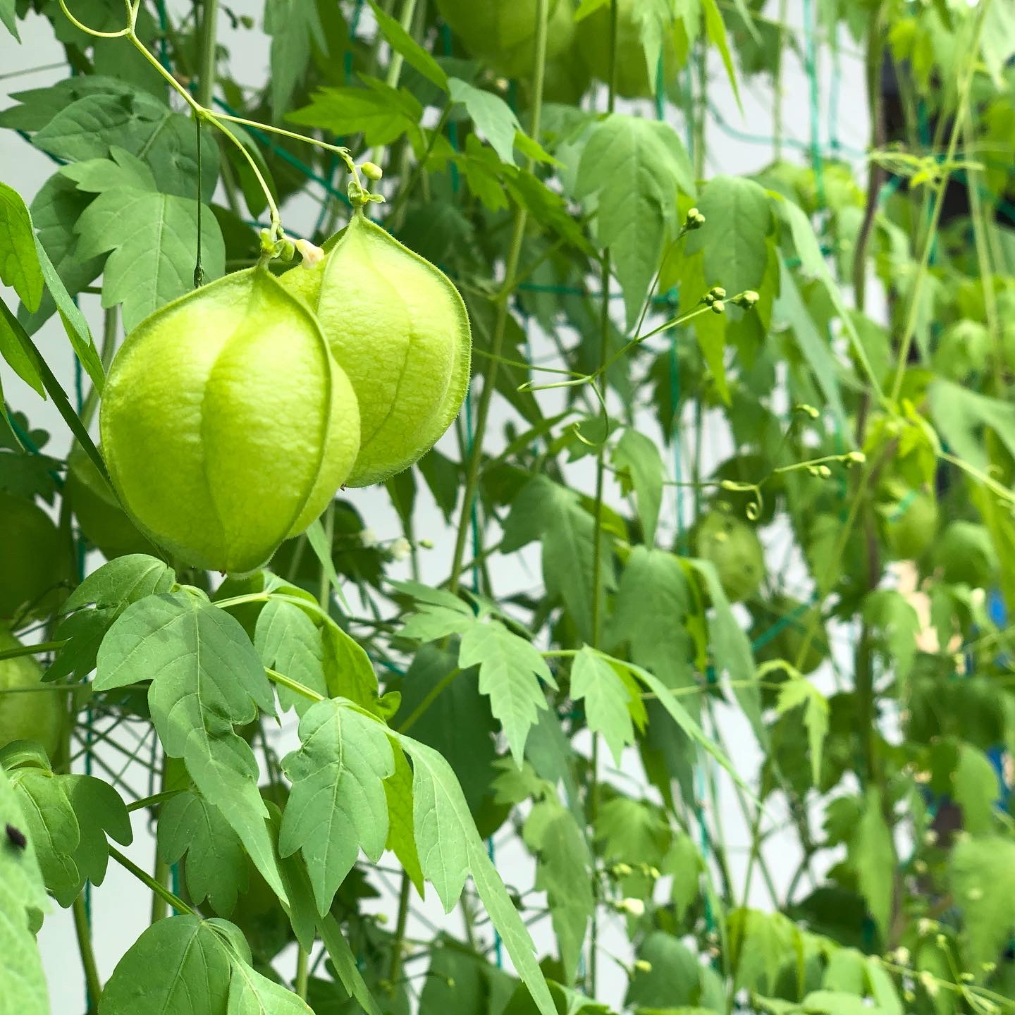 フウセンカツラ